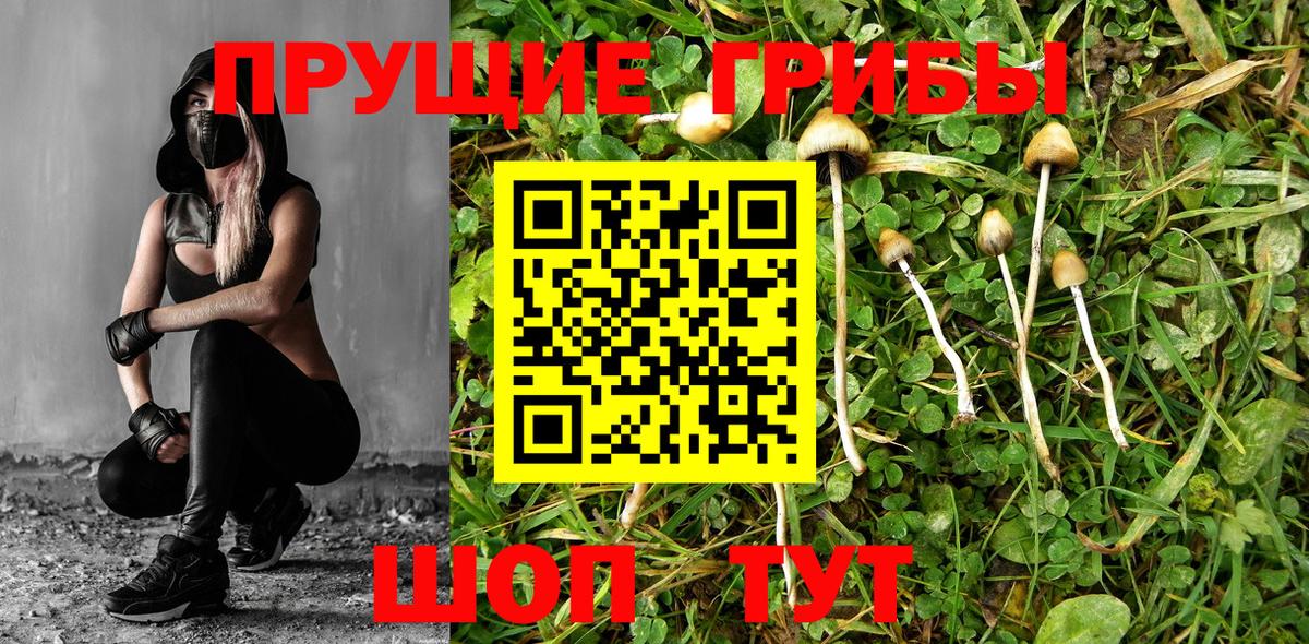 Камышин  Псилоцибиновые грибы мицелий  как найти закладки  Вход с VPN  Галлюциногенные грибы мухоморы 